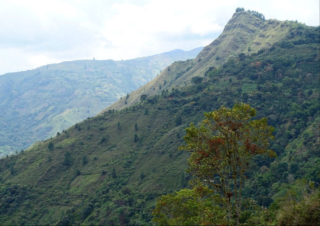 Lo Nuestro, Single Origin Colombia, Washed